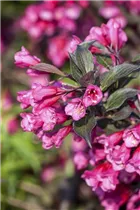 - Weigela florida 'Victoria'  - Weigela florida 'Victoria'