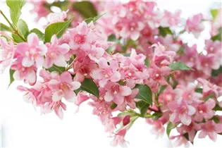 - Weigela florida