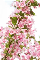  - Weigela florida