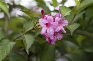  - Weigela florida