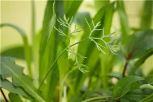 Foeniculum vulgare var. dulce - Gewürz-Fenchel Foeniculum vulgare var. dulce - Gewürz-Fenchel