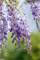 - Wisteria sinensis  - Wisteria sinensis
