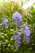 - Wisteria sinensis  - Wisteria sinensis