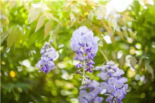 - Wisteria sinensis  - Wisteria sinensis
