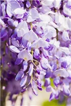 - Wisteria sinensis  - Wisteria sinensis
