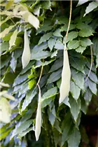 - Wisteria sinensis  - Wisteria sinensis