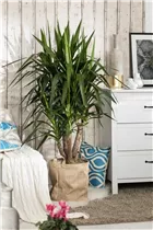  - Yucca elephantipes