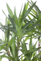  - Yucca elephantipes
