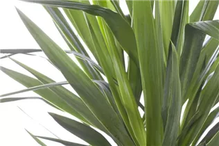  - Yucca elephantipes