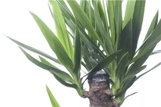  - Yucca elephantipes