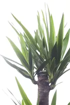  - Yucca elephantipes