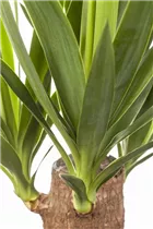  - Yucca elephantipes