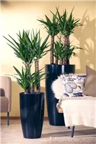  - Yucca elephantipes