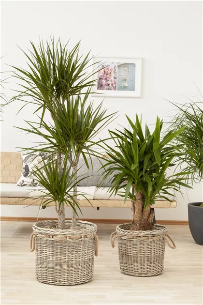 wohnzimmer geigenfeige Geigenfeige Ficus Lyrata Bambino – vielgrün