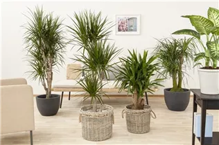  - Yucca elephantipes