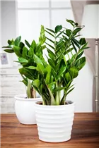 - Zamioculcas zamiifolia  - Zamioculcas zamiifolia