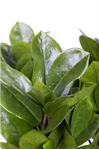 - Zamioculcas zamiifolia  - Zamioculcas zamiifolia