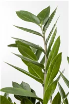 - Zamioculcas zamiifolia  - Zamioculcas zamiifolia