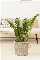 - Zamioculcas zamiifolia  - Zamioculcas zamiifolia