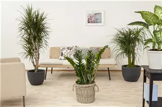 - Zamioculcas zamiifolia  - Zamioculcas zamiifolia