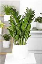 - Zamioculcas zamiifolia  - Zamioculcas zamiifolia