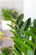 - Zamioculcas zamiifolia  - Zamioculcas zamiifolia