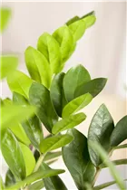 - Zamioculcas zamiifolia  - Zamioculcas zamiifolia
