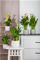  - Zantedeschia aethiopica