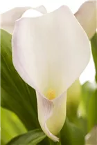 - Zantedeschia aethiopica, lila  - Zantedeschia aethiopica, lila