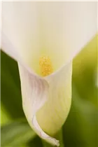  - Zantedeschia aethiopica
