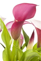  - Zantedeschia aethiopica