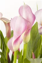  - Zantedeschia aethiopica