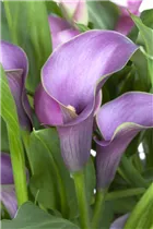  - Zantedeschia aethiopica