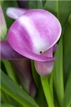  - Zantedeschia aethiopica