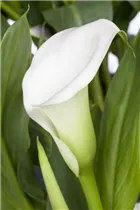  - Zantedeschia aethiopica