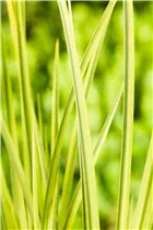 Gräser - Ziergräser