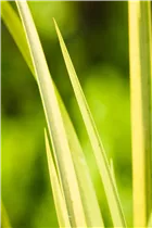 Gräser - Ziergräser