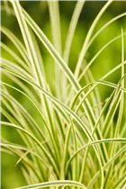 Gräser - Ziergräser