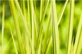 Gräser - Ziergräser