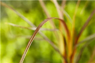 Gräser - Ziergräser