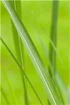 Gräser - Ziergräser