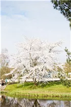 - Ziersträucher  - Ziersträucher