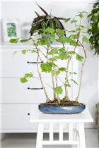 Ginkgo biloba 'David' - Zwerg-Mädchenhaarbaum 'David'