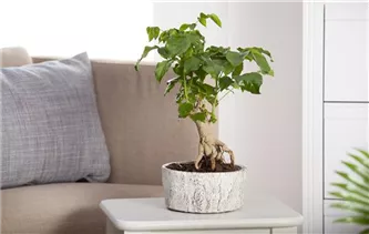  - Zimmerbonsai