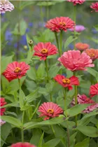 - Zinnia elegans  - Zinnia elegans
