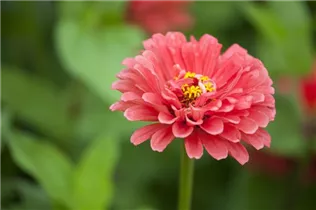 - Zinnia elegans  - Zinnia elegans