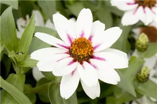 - Zinnia elegans  - Zinnia elegans