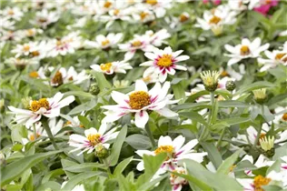 - Zinnia elegans  - Zinnia elegans