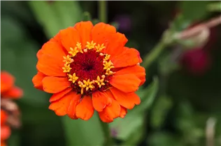 - Zinnia elegans  - Zinnia elegans