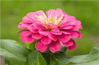 - Zinnia elegans  - Zinnia elegans
